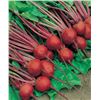 Image 1 : Betterave Detroit 2 Crimson Globe Beets Seeds – 5 Packs of Mr. Fothergill’s