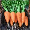 Image 1 : Chantenay Red Cored 2 Carrot Seeds – 5 Packs of Mr. Fothergill’s