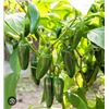 Image 1 : Jalapeno Pepper Seeds – 5 Packs of Mr. Fothergill’s