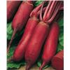 Image 1 : Betterave Forono  Beet Seed – 5 Packs of Mr. Fothergill’s