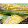Image 1 : Corn (Sweet) Ambrosia F1 – – 5 Packs of Mr. Fothergill’s
