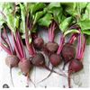 Image 1 : Crosby’s Egyptian Beet Seeds – 5 Packs of Mr. Fothergill’s