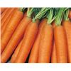 Image 1 : Carrot Nantes2 Organic Seeds – 5 Packs of Mr. Fothergill’s