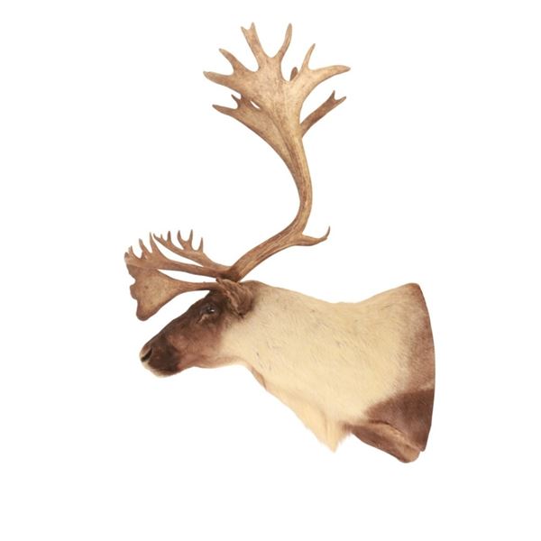 MASSIVE North American Woodland Caribou Taxidermy