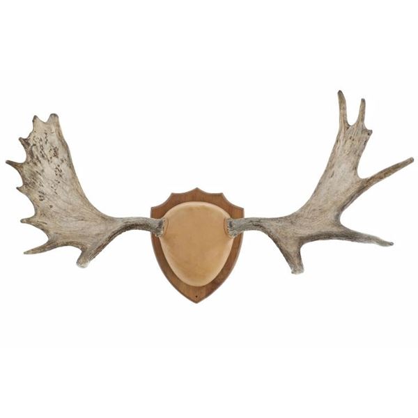 North American Moose Antlers Shield Mounted