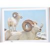 Image 3 : Bob Kuhn (1920-2007) Lim. Ed. "Dall Rams" Print