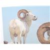 Image 4 : Bob Kuhn (1920-2007) Lim. Ed. "Dall Rams" Print