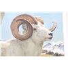 Image 5 : Bob Kuhn (1920-2007) Lim. Ed. "Dall Rams" Print