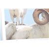 Image 6 : Bob Kuhn (1920-2007) Lim. Ed. "Dall Rams" Print