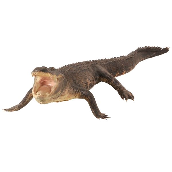 Full Body Florida Alligator Taxidermy, 2007