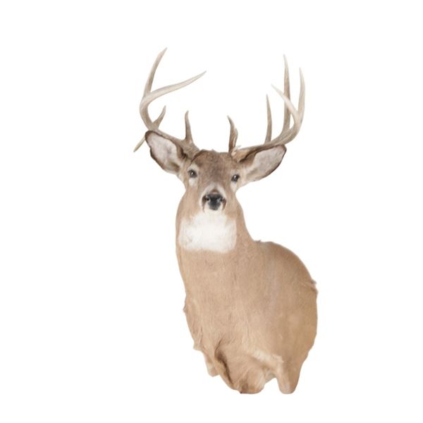 Montana Whitetail Deer Shoulder Trophy Mount