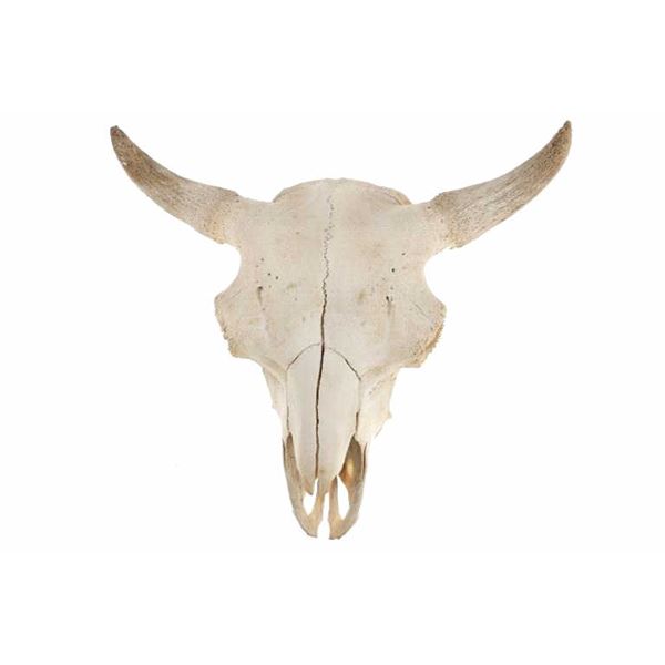 LARGE Petrified Bison Occidentalis Skull