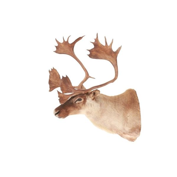 Large Caribou Taxidermy Shoulder Mount