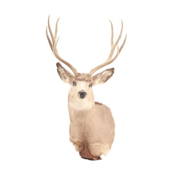 Montana Whitetail Deer Shoulder Trophy Mount