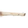 Image 6 : Plains Indians Coyote Antler Medicine Rattle Stick
