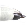 Image 9 : Montana, Big Sky Carvers Canvasback Duck Decoy