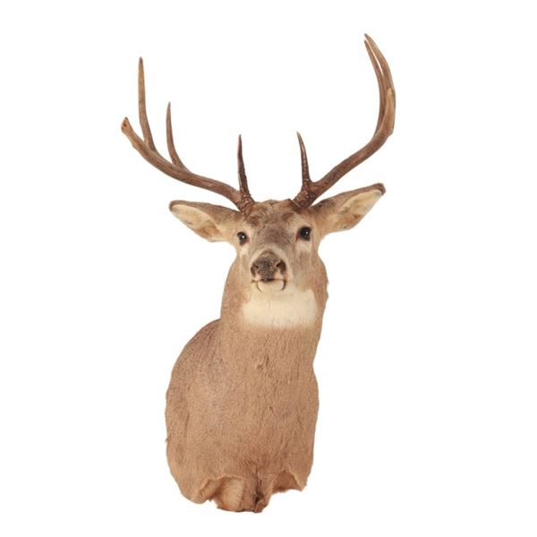 Michigan 4x4 Whitetail Taxidermy Shoulder Mount