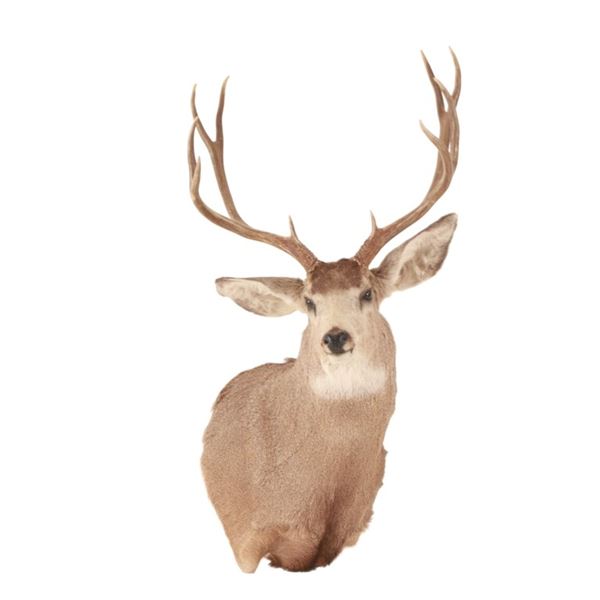 Montana 5x5 Mule Deer Taxidermy Shoulder Mount