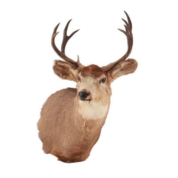 Montana 4x4 Mule Deer Taxidermy Shoulder Mount