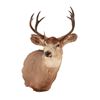 Image 1 : Montana 4x4 Mule Deer Taxidermy Shoulder Mount