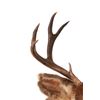 Image 2 : Montana 4x4 Mule Deer Taxidermy Shoulder Mount