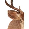 Image 3 : Montana 4x4 Mule Deer Taxidermy Shoulder Mount