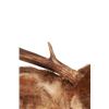 Image 4 : Montana 4x4 Mule Deer Taxidermy Shoulder Mount