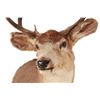 Image 5 : Montana 4x4 Mule Deer Taxidermy Shoulder Mount