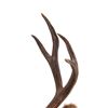 Image 6 : Montana 4x4 Mule Deer Taxidermy Shoulder Mount