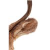Image 7 : Montana 4x4 Mule Deer Taxidermy Shoulder Mount