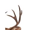 Image 8 : Montana 4x4 Mule Deer Taxidermy Shoulder Mount