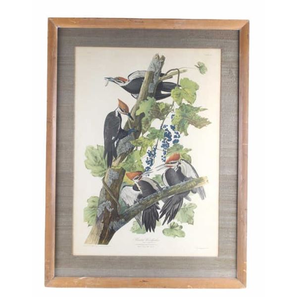 Audubon's Pileated Woodpecker Lithograph 1940-50's