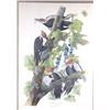 Image 2 : Audubon's Pileated Woodpecker Lithograph 1940-50's
