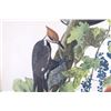 Image 4 : Audubon's Pileated Woodpecker Lithograph 1940-50's