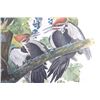 Image 5 : Audubon's Pileated Woodpecker Lithograph 1940-50's