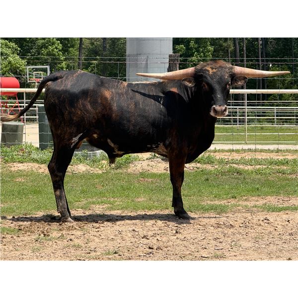 HL Drover