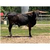 Image 1 : HL Drover