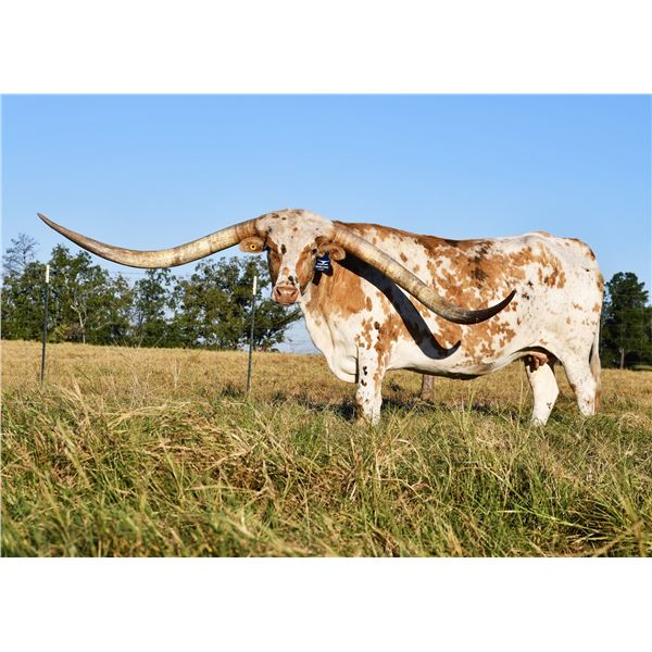 LTL CATCH ME A COWBOY