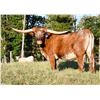 Image 1 : Omaha's Best Cowgirl HCL