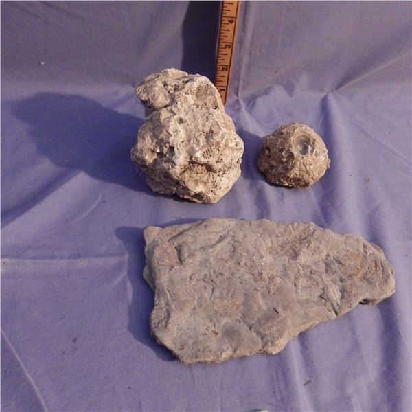 Various rocks with fossils present