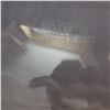 Image 6 : Glass baking dishes