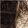 Image 4 : gardening hand tools