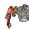 Image 2 : Ammo Holders and Harness, Sling, Box Used for Firearm Accessories