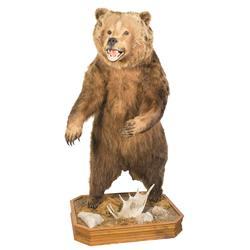 Very Large Stuffed Alaskan Brown Bear, with Stand