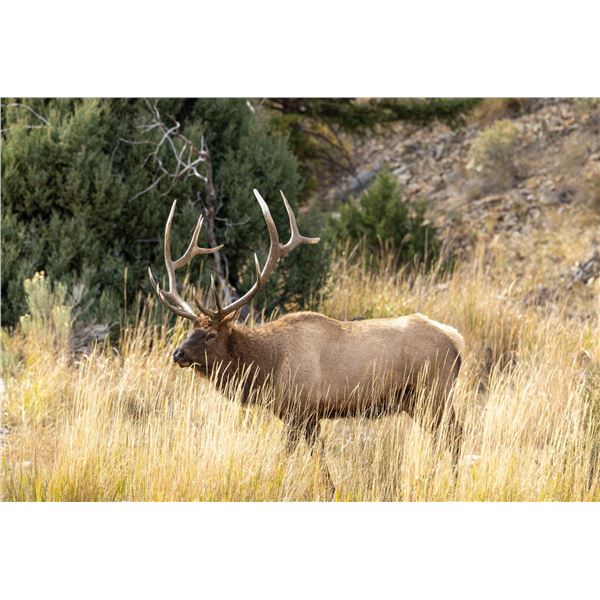 2026 Wyoming Commissioners License