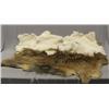 Image 1 : 1 Goat Hide & 7 Rabbit Pelts