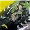 Image 3 : Small Black Cloisonne Vase