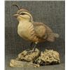 Image 1 : WOOD CARVING (LAWRENCE PACHECO)