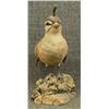 Image 2 : WOOD CARVING (LAWRENCE PACHECO)