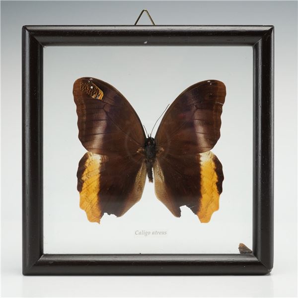 Framed Caligo atreus Magnificent Owl Butterfly Taxidermy Specimen